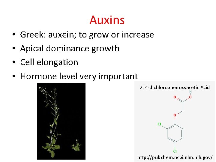 Auxins • • Greek: auxein; to grow or increase Apical dominance growth Cell elongation Auxins • • Greek: auxein; to grow or increase Apical dominance growth Cell elongation