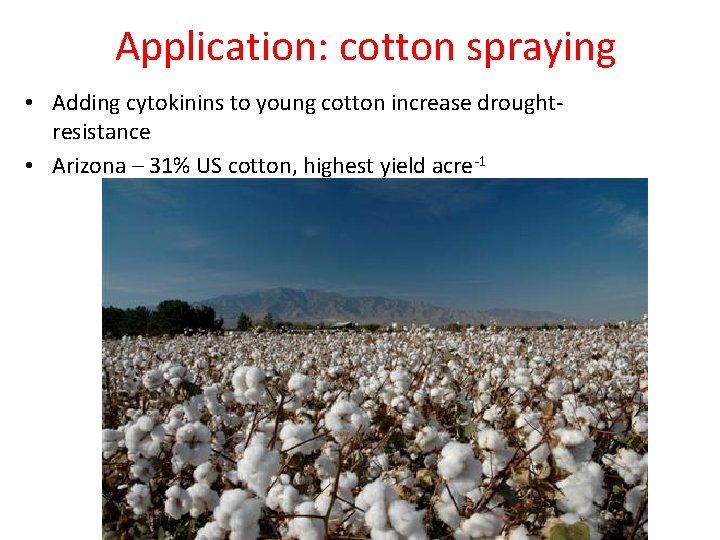 Application: cotton spraying • Adding cytokinins to young cotton increase droughtresistance • Arizona – Application: cotton spraying • Adding cytokinins to young cotton increase droughtresistance • Arizona –