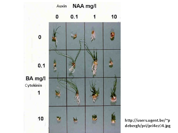 Auxin Cytokinin http: //users. ugent. be/~p debergh/pri 4 ez 04. jpg Auxin Cytokinin http: //users. ugent. be/~p debergh/pri 4 ez 04. jpg