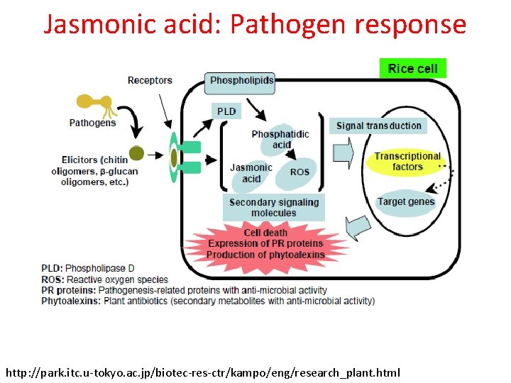 Jasmonic acid: Pathogen response http: //park. itc. u-tokyo. ac. jp/biotec-res-ctr/kampo/eng/research_plant. html Jasmonic acid: Pathogen response http: //park. itc. u-tokyo. ac. jp/biotec-res-ctr/kampo/eng/research_plant. html