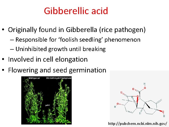Gibberellic acid • Originally found in Gibberella (rice pathogen) – Responsible for ‘foolish seedling’ Gibberellic acid • Originally found in Gibberella (rice pathogen) – Responsible for ‘foolish seedling’