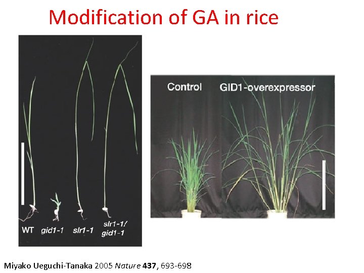 Modification of GA in rice Miyako Ueguchi-Tanaka 2005 Nature 437, 693 -698 Modification of GA in rice Miyako Ueguchi-Tanaka 2005 Nature 437, 693 -698