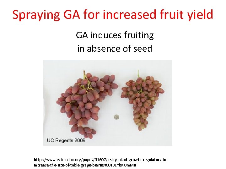 Spraying GA for increased fruit yield GA induces fruiting in absence of seed http: Spraying GA for increased fruit yield GA induces fruiting in absence of seed http: