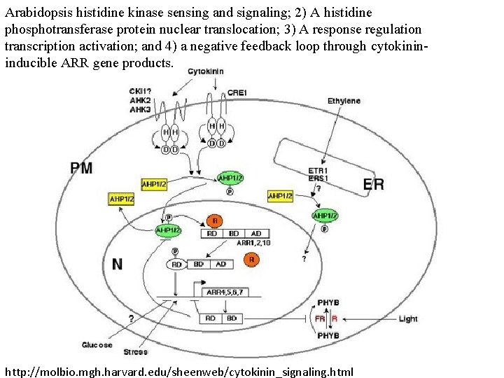 Arabidopsis histidine kinase sensing and signaling; 2) A histidine phosphotransferase protein nuclear translocation; 3) Arabidopsis histidine kinase sensing and signaling; 2) A histidine phosphotransferase protein nuclear translocation; 3)