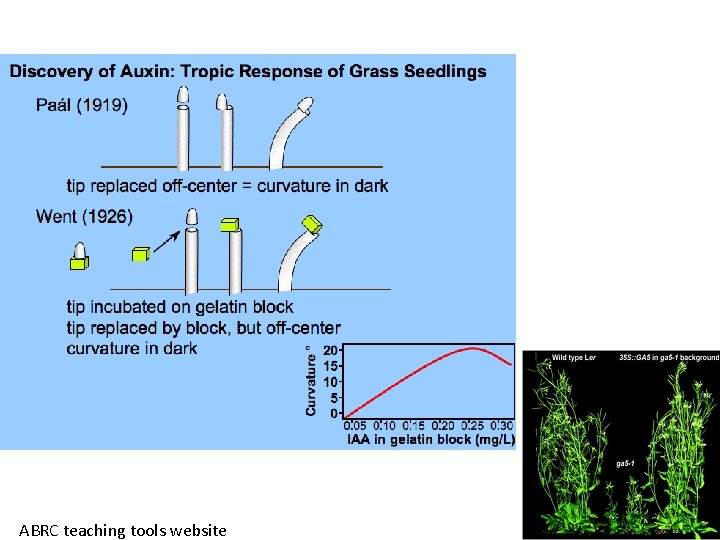 ABRC teaching tools website ABRC teaching tools website