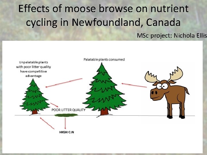 Effects of moose browse on nutrient cycling in Newfoundland, Canada MSc project: Nichola Ellis