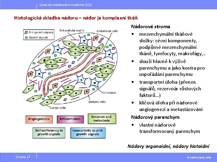 Úvod do molekulární medicíny 2/12 Histologická skladba nádoru – nádor je komplexní tkáň Nádorové