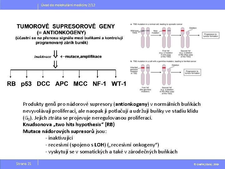 Úvod do molekulární medicíny 2/12 Produkty genů pro nádorové supresory (antionkogeny) v normálních buňkách