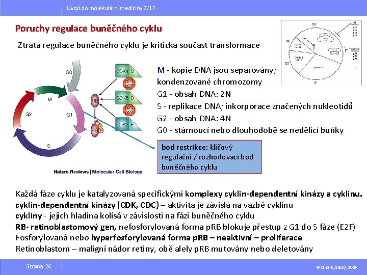 Úvod do molekulární medicíny 2/12 Poruchy regulace buněčného cyklu Ztráta regulace buněčného cyklu je