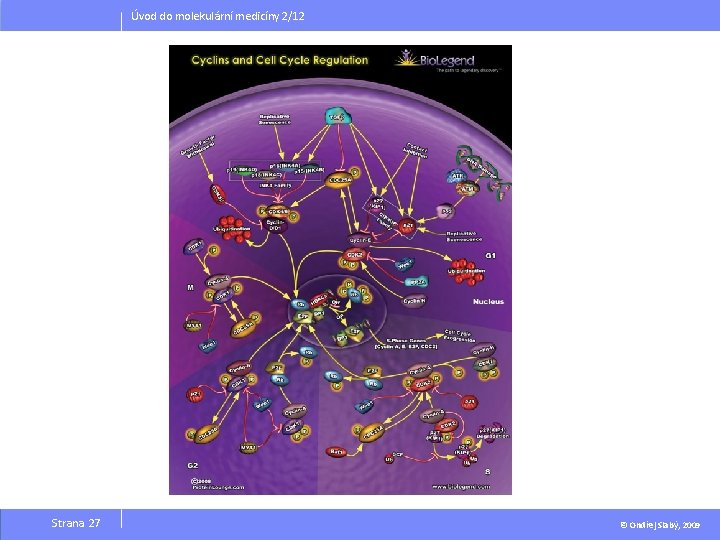 Úvod do molekulární medicíny 2/12 Strana 27 © Ondřej Slabý, 2009 