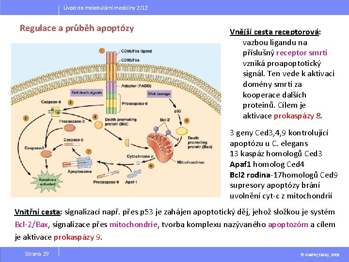 Úvod do molekulární medicíny 2/12 Regulace a průběh apoptózy Vnější cesta receptorová: vazbou ligandu
