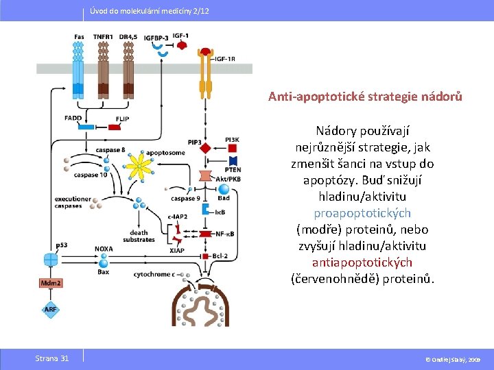 Úvod do molekulární medicíny 2/12 Anti-apoptotické strategie nádorů Nádory používají nejrůznější strategie, jak zmenšit