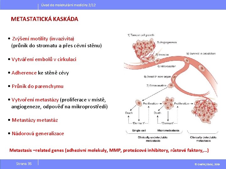 Úvod do molekulární medicíny 2/12 METASTATICKÁ KASKÁDA • Zvýšení motility (invazivita) (průnik do stromatu