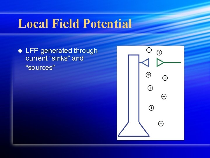 Local Field Potential l LFP generated through current “sinks” and “sources” Local Field Potential l LFP generated through current “sinks” and “sources”