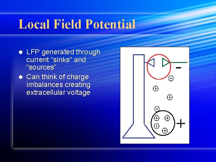 Local Field Potential LFP generated through current “sinks” and “sources” l Can think of