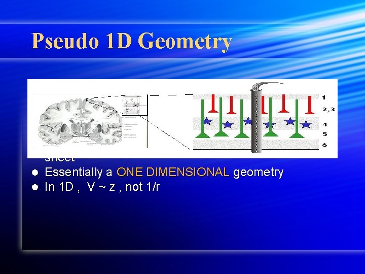 Pseudo 1 D Geometry Cortex is a thin (2 -3 mm thick) sheet Greatest