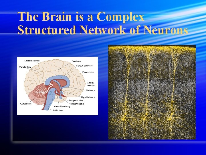 The Brain is a Complex Structured Network of Neurons The Brain is a Complex Structured Network of Neurons