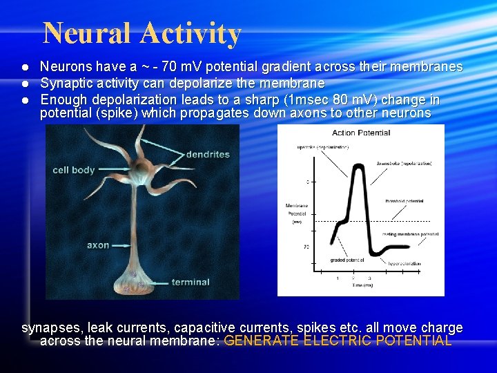 Neural Activity l l l Neurons have a ~ - 70 m. V potential