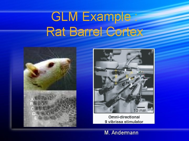 GLM Example : Rat Barrel Cortex M. Andermann 
