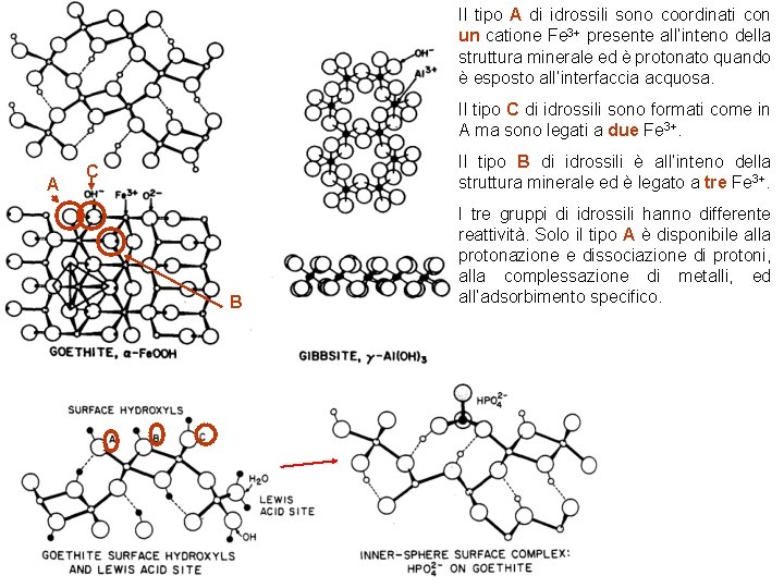 Il tipo A di idrossili sono coordinati con un catione Fe 3+ presente all’inteno Il tipo A di idrossili sono coordinati con un catione Fe 3+ presente all’inteno