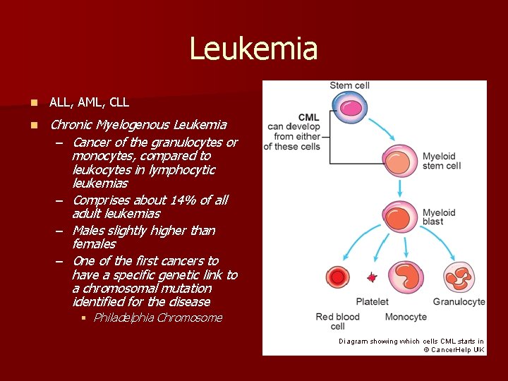 Leukemia n ALL, AML, CLL n Chronic Myelogenous Leukemia – Cancer of the granulocytes