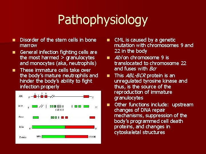 Pathophysiology Disorder of the stem cells in bone marrow n General infection fighting cells Pathophysiology Disorder of the stem cells in bone marrow n General infection fighting cells