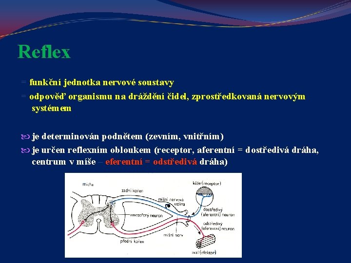 Reflex = funkční jednotka nervové soustavy = odpověď organismu na dráždění čidel, zprostředkovaná nervovým