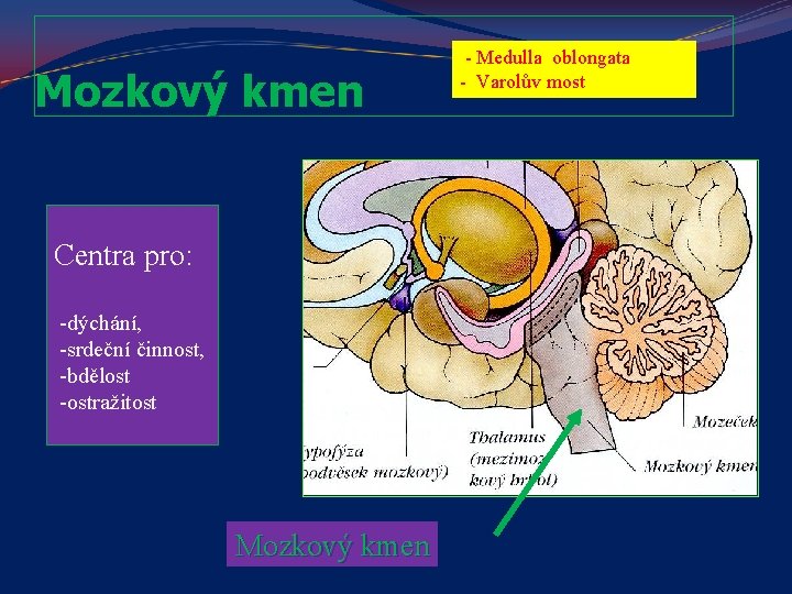 Mozkový kmen Centra pro: -dýchání, -srdeční činnost, -bdělost -ostražitost Mozkový kmen - Medulla oblongata