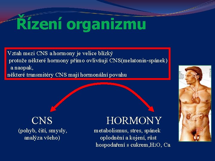 Řízení organizmu Vztah mezi CNS a hormony je velice blízký protože některé hormony přímo