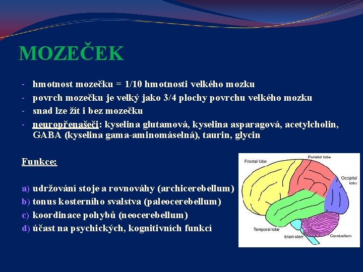 MOZEČEK - hmotnost mozečku = 1/10 hmotnosti velkého mozku povrch mozečku je velký jako