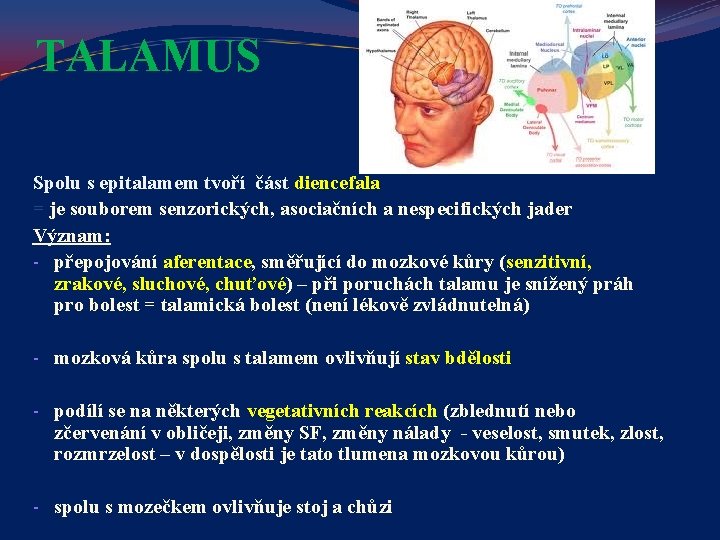 TALAMUS Spolu s epitalamem tvoří část diencefala = je souborem senzorických, asociačních a nespecifických