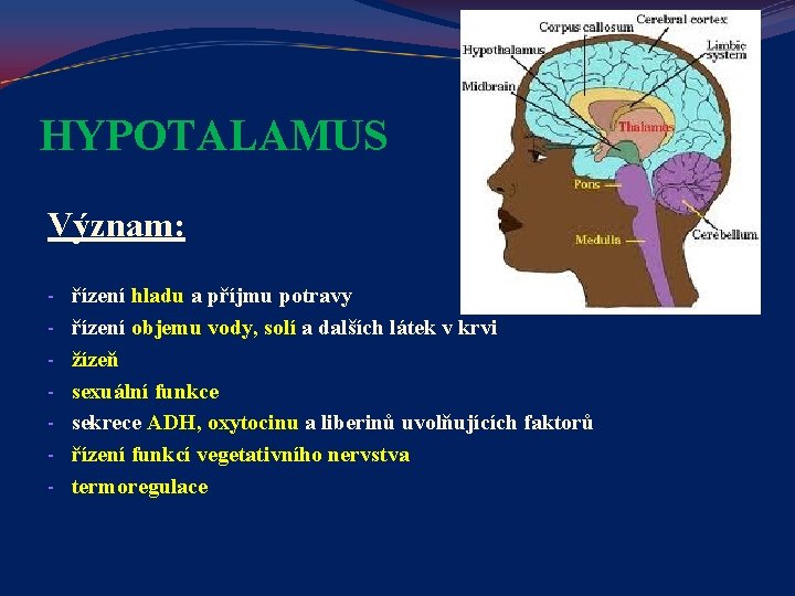 HYPOTALAMUS Význam: - řízení hladu a příjmu potravy řízení objemu vody, solí a dalších