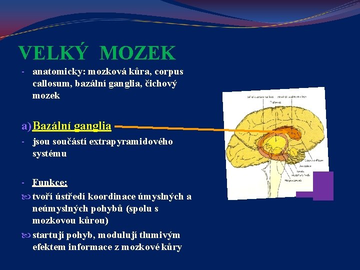 VELKÝ MOZEK - anatomicky: mozková kůra, corpus callosum, bazální ganglia, čichový mozek a) Bazální