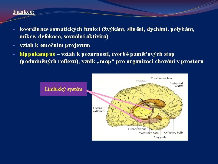 Funkce: - koordinace somatických funkcí (žvýkání, slinění, dýchání, polykání, mikce, defekace, sexuální aktivita) -