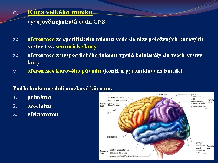 c) Kůra velkého mozku - vývojově nejmladší oddíl CNS aferentace ze specifického talamu vede