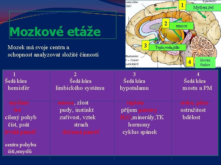 1 2 Mozkové etáže Mozek má svoje centra a schopnost analyzovat složité činnosti 3