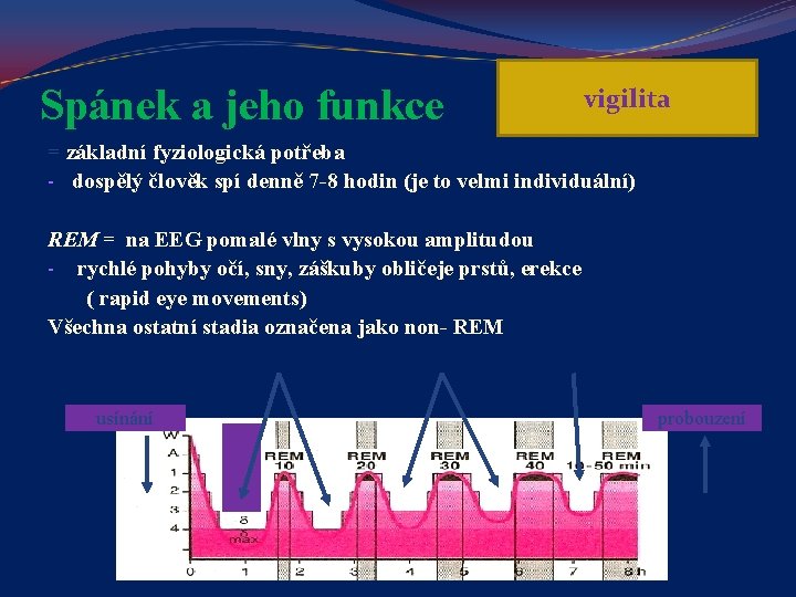 Spánek a jeho funkce vigilita = základní fyziologická potřeba - dospělý člověk spí denně