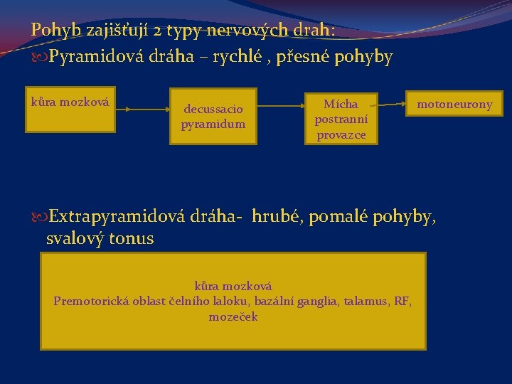 Pohyb zajišťují 2 typy nervových drah: Pyramidová dráha – rychlé , přesné pohyby kůra