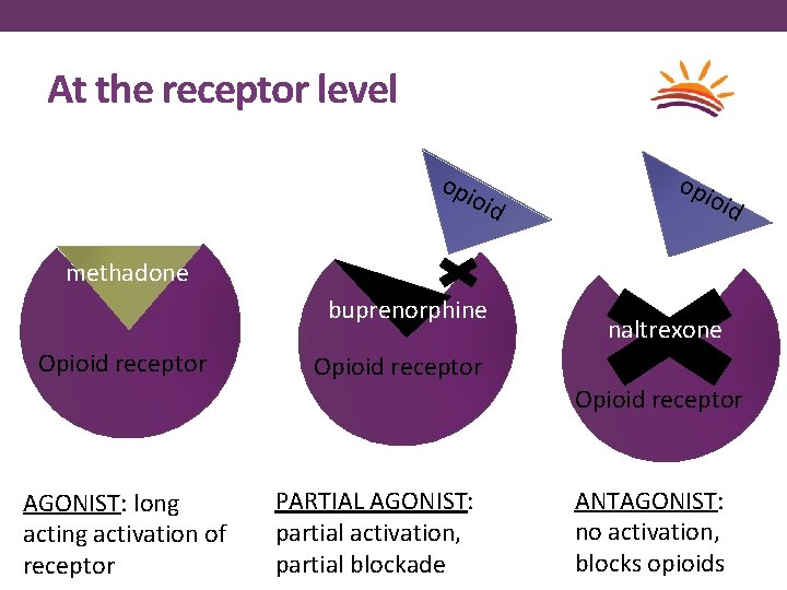 At the receptor level opi o id opi oid methadone buprenorphine Opioid receptor naltrexone
