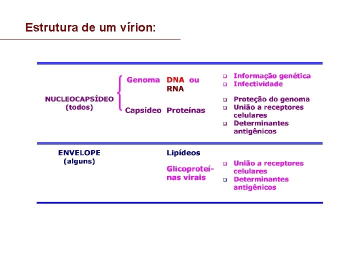 Estrutura de um vírion: 