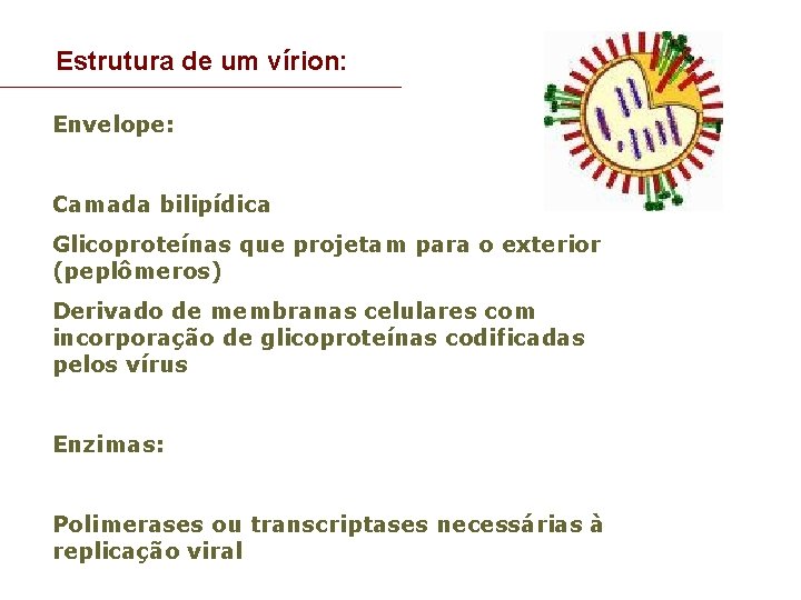 Estrutura de um vírion: Envelope: Camada bilipídica Glicoproteínas que projetam para o exterior (peplômeros)