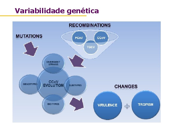 Variabilidade genética 