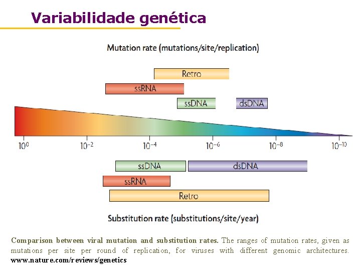 Variabilidade genética Comparison between viral mutation and substitution rates. The ranges of mutation rates,