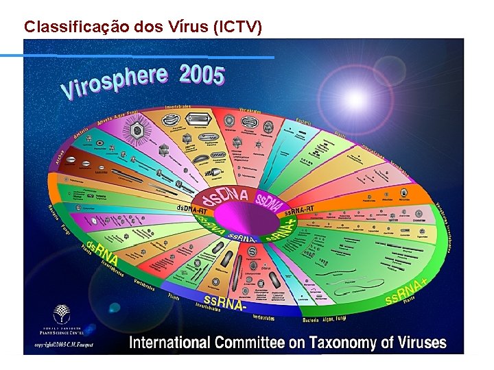 Classificação dos Vírus (ICTV) 