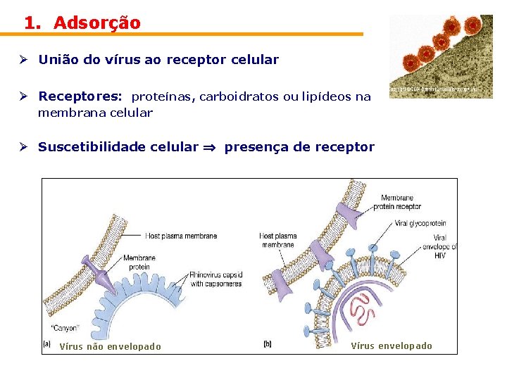 1. Adsorção Ø União do vírus ao receptor celular Ø Receptores: proteínas, carboidratos ou