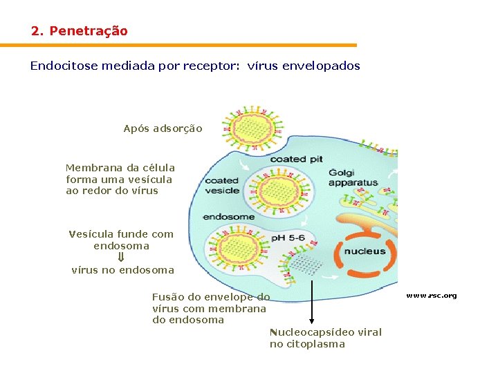 2. Penetração Endocitose mediada por receptor: vírus envelopados Após adsorção Membrana da célula forma