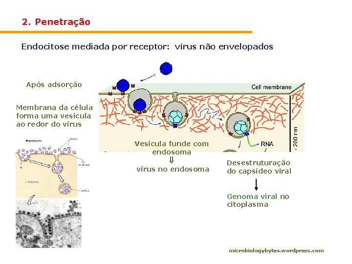 2. Penetração Endocitose mediada por receptor: vírus não envelopados Após adsorção Membrana da célula