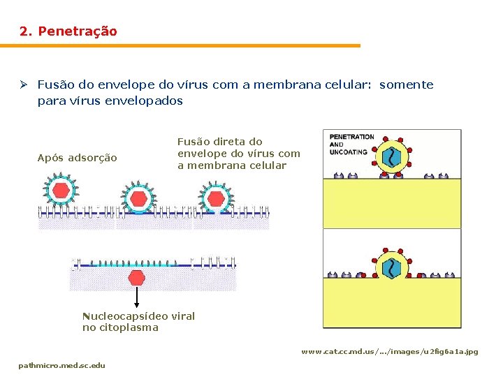 2. Penetração Ø Fusão do envelope do vírus com a membrana celular: somente para