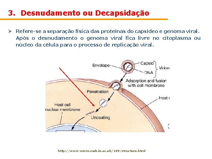 3. Desnudamento ou Decapsidação Ø Refere-se a separação física das proteínas do capsídeo e