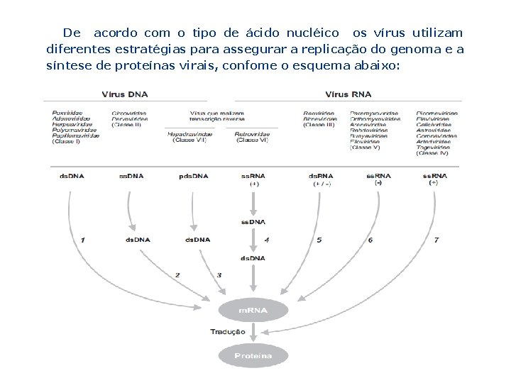 De acordo com o tipo de ácido nucléico os vírus utilizam diferentes estratégias para